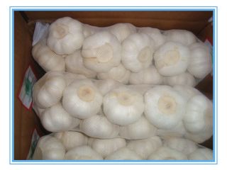 Produkt Czosnek Varitey Zwykły biały czosnek / Czerwony czosnek