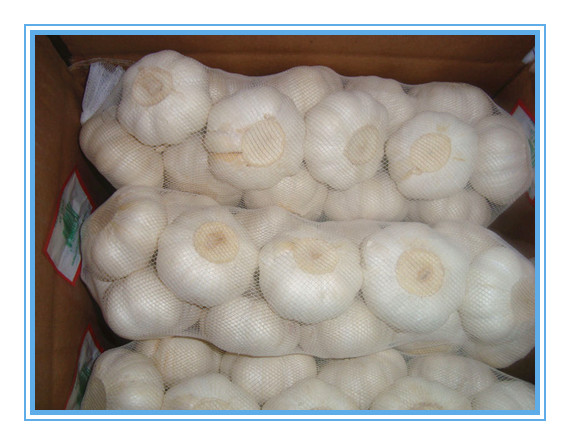 Produkt Czosnek Varitey Zwykły biały czosnek / Czerwony czosnek / Fioletowy czosnek Czysty biały czosnek / Śnieżnobiały czosnek / Super biały czosnek Rozmiar