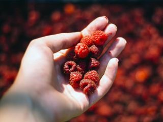 Rodzinne gospodarstwo ekologiczne prowadzi sprzedaż następujących produktów: porzeczki czerwonej,