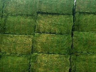 Wysokiej jakości bele lucerny Waga: 750 i 800 kg