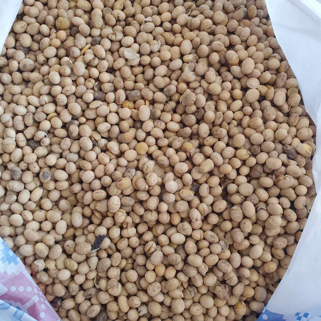Szanowni Państwo! Obecnie w sprzedaży posiadamy ziarno soi z GMO