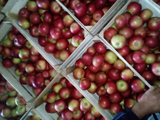 Jabłka Aidared, Golden, Granny smith, SERBIA ... kontakt whatsapp,