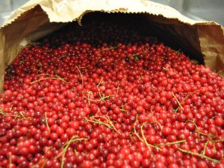 Oferuję większą ilość mrożonych owoców pochodzących ze Słowacji sezon
