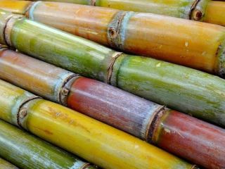 Świeży CUKIER bezpośrednio z naszego gospodarstwa. Dostępne w dużych