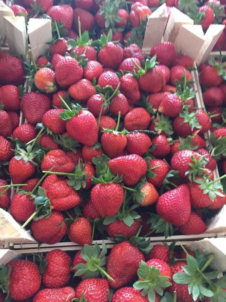 Truskawka "czerwony diament", import Turcja