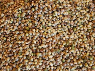 Nasiona Konopi / Nasiona Konopi od producenta (Cannabis Sativa