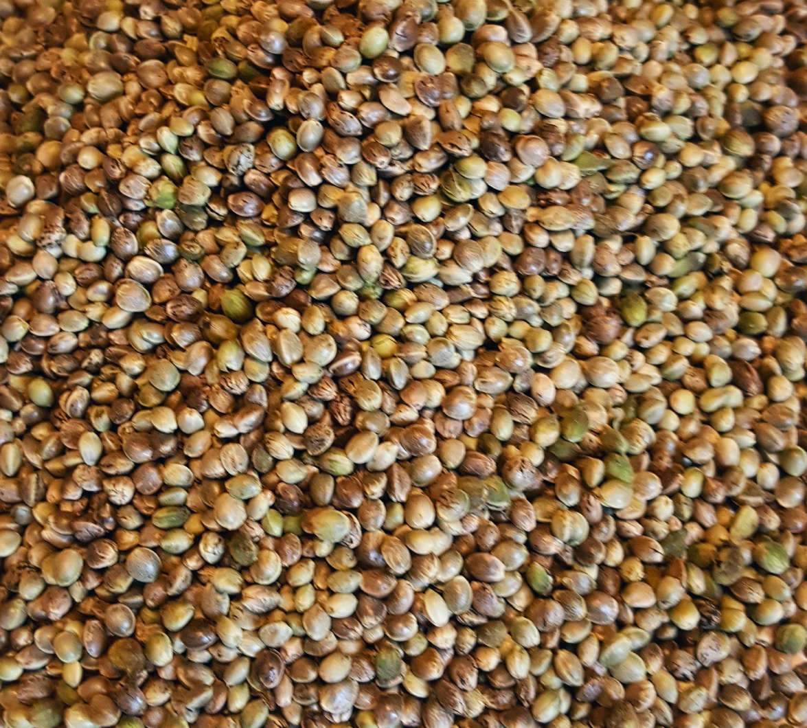 Nasiona Konopi / Nasiona Konopi od producenta (Cannabis Sativa L.) Jako producent Sefir Polska oferuje wysokiej jakości nasiona konopi do celów spożywczych
