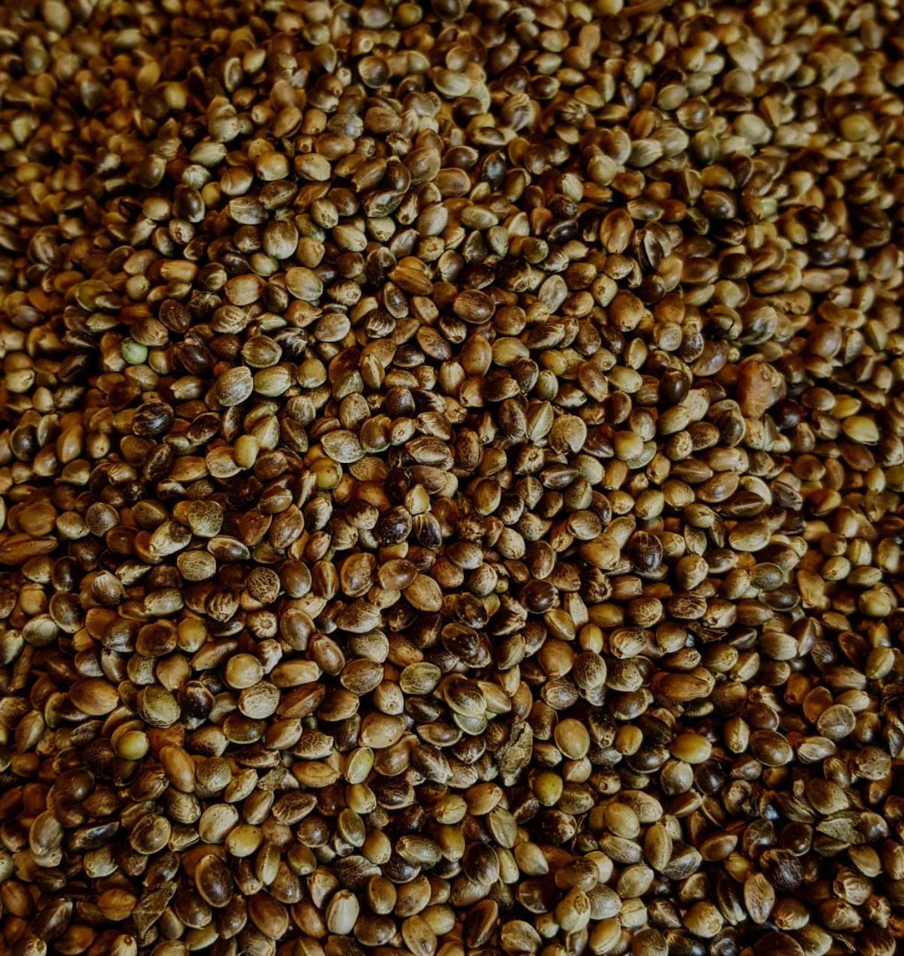 Prażone Nasiona Konopi / Prażone Nasiona Konopi - od producenta (Cannabis Sativa L.) Jako producent Sefir Polska oferuje wysokiej jakości prażone nasiona