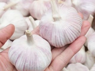 Czosnek bogaty w składniki odżywcze: każde 100 gramów wody