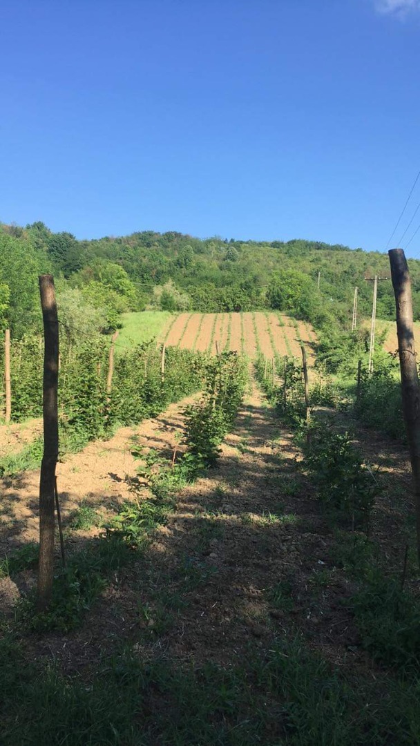 Bardzo smaczne organiczne jeżyny