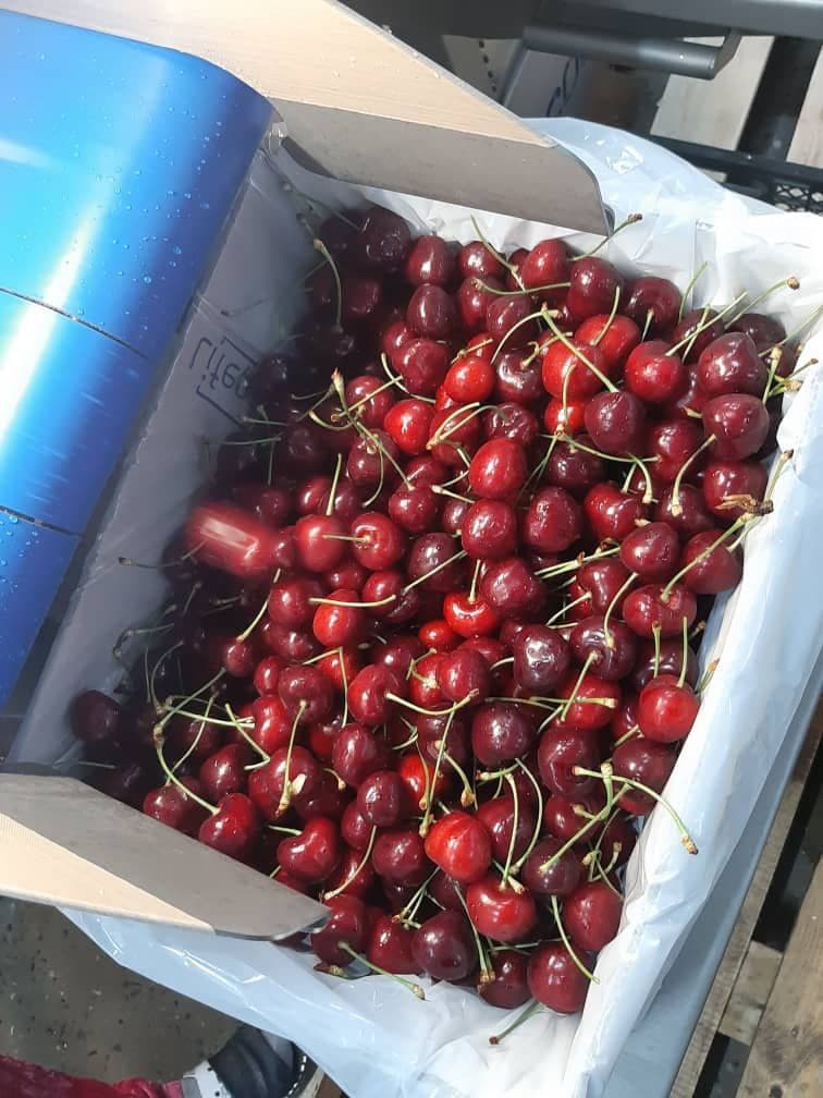 Mamy czereśnie i możemy dostarczać duże ilości wysokiej jakości