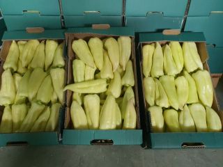 Papryka zielona 50 + / 12 + Nemezis, 40