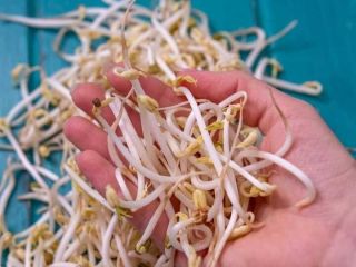 Jesteśmy rumuńskimi producentami kiełków fasoli mung. Przy sprzedaży dużych