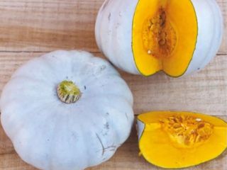 Różnorodność dyni: Cucurbita maxima
