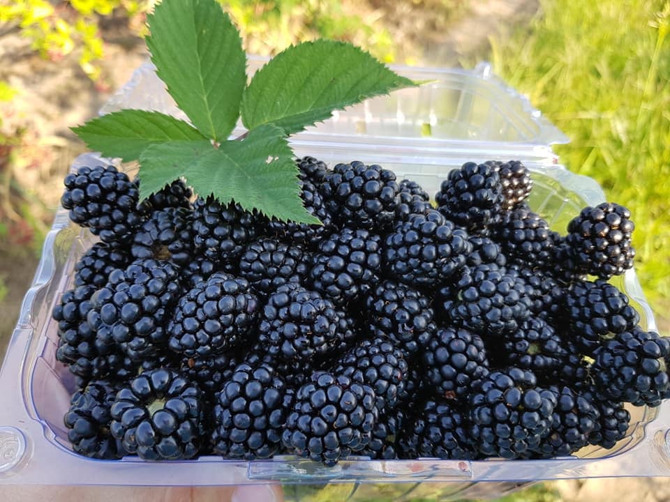 Witam, Producent Rolny z Gminy Greaca, powiat Giurgiu (40 km od Bukaresztu), mamy przyjemność zaprezentować nasz produkt, który będzie dostępny od końca czerwca