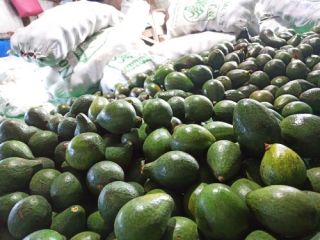 Witam, mam do sprzedania Avocado Hass luzem. Produkt pochodzenia