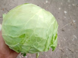Kapusta Rumuńska Nazwa kapusta dellibal