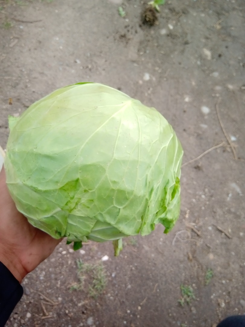 Kapusta Rumuńska Nazwa kapusta dellibal