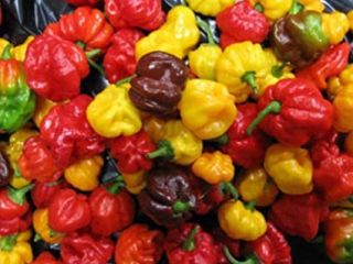 Chili Habanero są bardzo ostre, oceniane na w skali