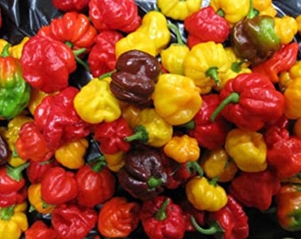 Chili Habanero są bardzo ostre, oceniane na w skali Scoville'a