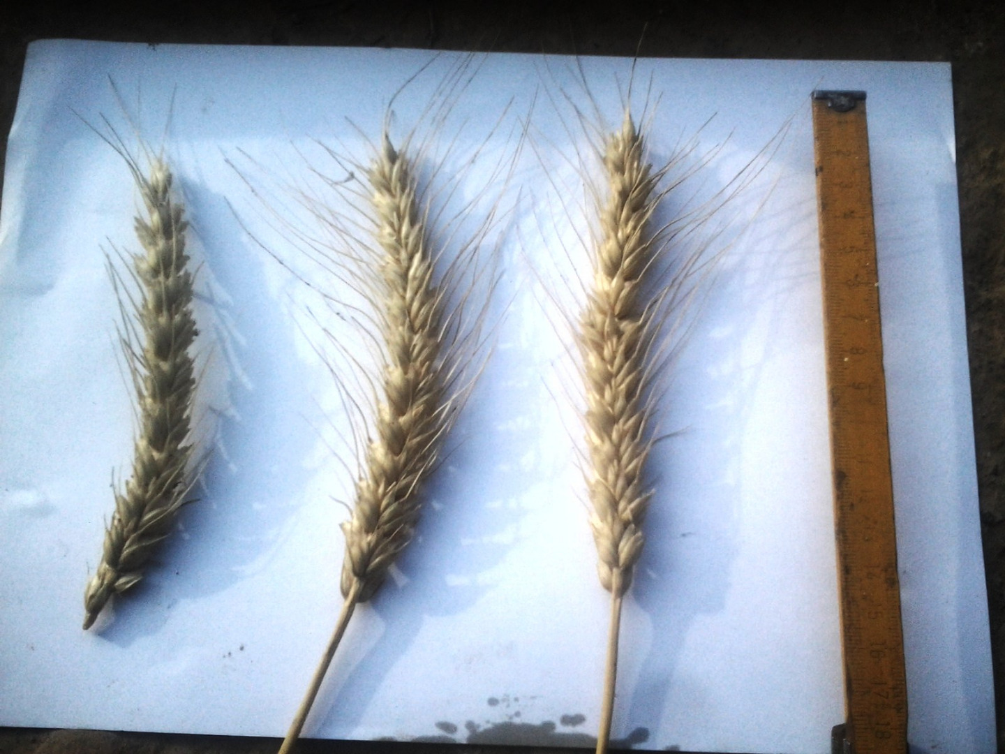 Sprzedam 51 ton pszenicy, zbiór 2020, odmiana IS Carnea, gluten 40,2, jakość wypiekowa 8, białko 16,2, waga 776 g-hl