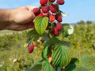 Jesteśmy plantacją malin i oferujemy około 4 ton świeżych