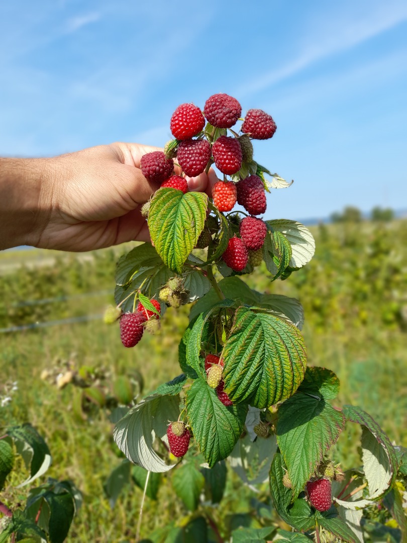 Jesteśmy plantacją malin i oferujemy około 4 ton świeżych oryginalnych owoców Polki od sierpnia 2021 do września