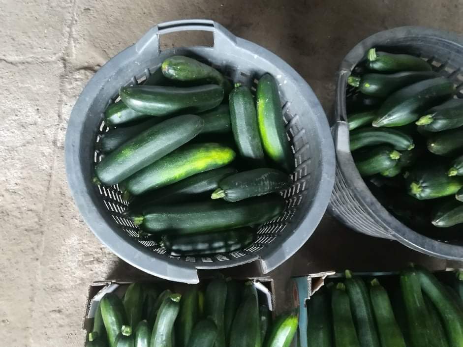 Witam mam do sprzedania cukiernie ,, CLAUSE generalne seeds " zbiur dzisiejszy ,łączna waga 66kg , wymiary cukini tak jak na zdjęciach cena do negocjacji
