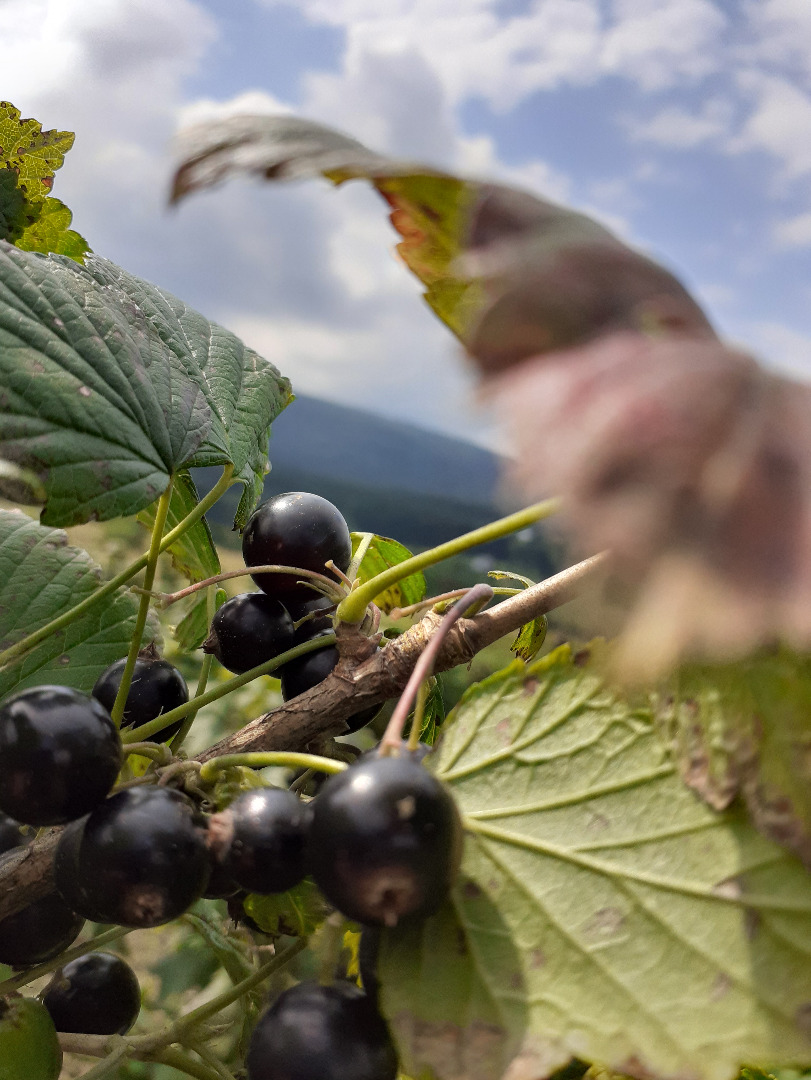 Dzień dobry, sprzedam - zrywaną w sposób ręczny - porzeczkę czarną