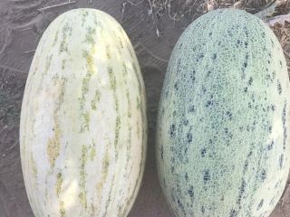 Melony "Torpedo" produkcja Uzbekistan. Szybka dostawa do Polski. Zawsze