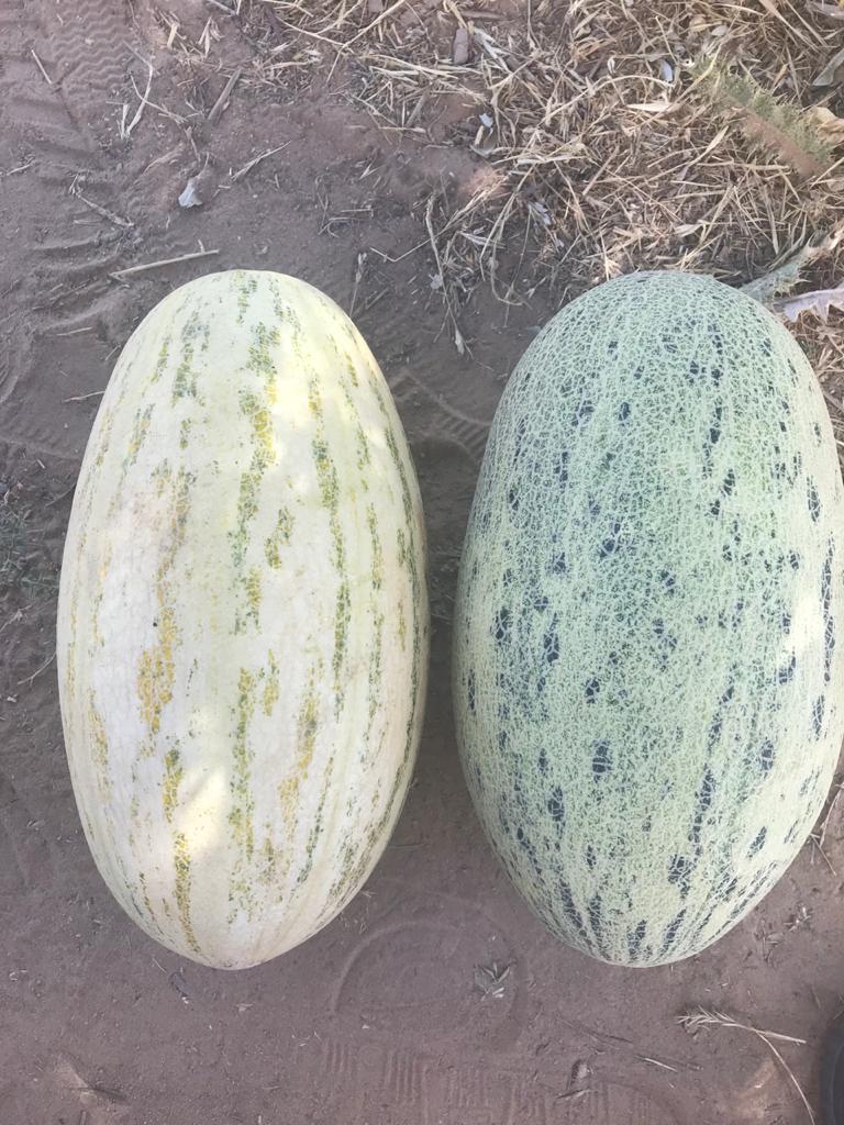 Melony "Torpedo" produkcja Uzbekistan