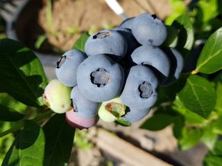 Sprzedajemy jagody ekologiczne/BIO, które są produkowane w lokalnej farmie