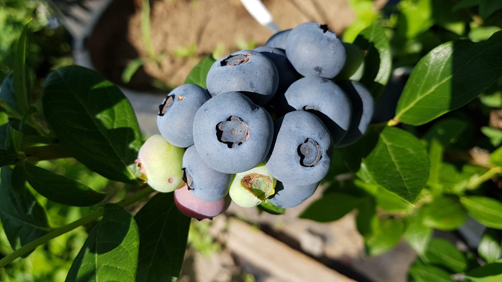 Sprzedajemy jagody ekologiczne/BIO, które są produkowane w lokalnej farmie w Rumunii w pobliżu granicy z Węgrami