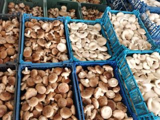 We are the largest shiitake producer in Poland. Our