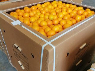 Orange Valencia Maroc Late dostępny w Maroku, do spożycia