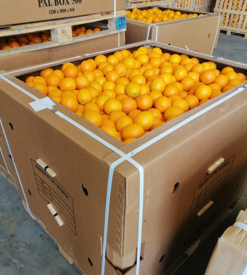 Orange Valencia Maroc Late dostępny w Maroku, do spożycia lub dla przemysłu sokowego