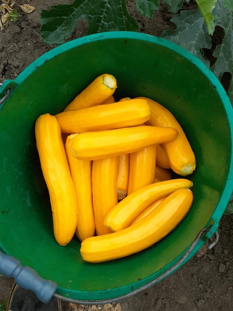 Cukinia żółta kaliber handlowy do 4 cm 1.5 zł za kilogram za większą cena do uzgodnienia