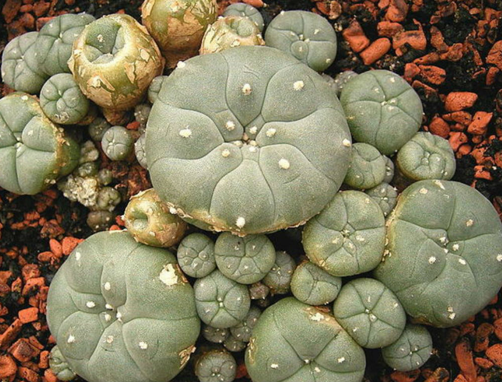 LINK DO STRONY: Kup meskalinę Peyote Meskalina to psychodeliczny alkaloid, który można znaleźć w wielu południowo-zachodnich kaktusach, takich jak pejotl