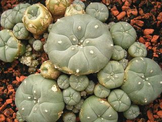 LINK DO STRONY: Kup meskalinę Peyote Meskalina to psychodeliczny