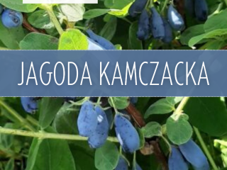 Witam. Posiadam do sprzedaży ok 1.5t owoców jagody kamczackiej
