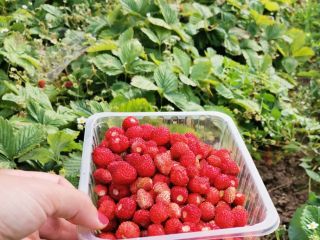 10zł za 100 g - sprzedaje małe i większe