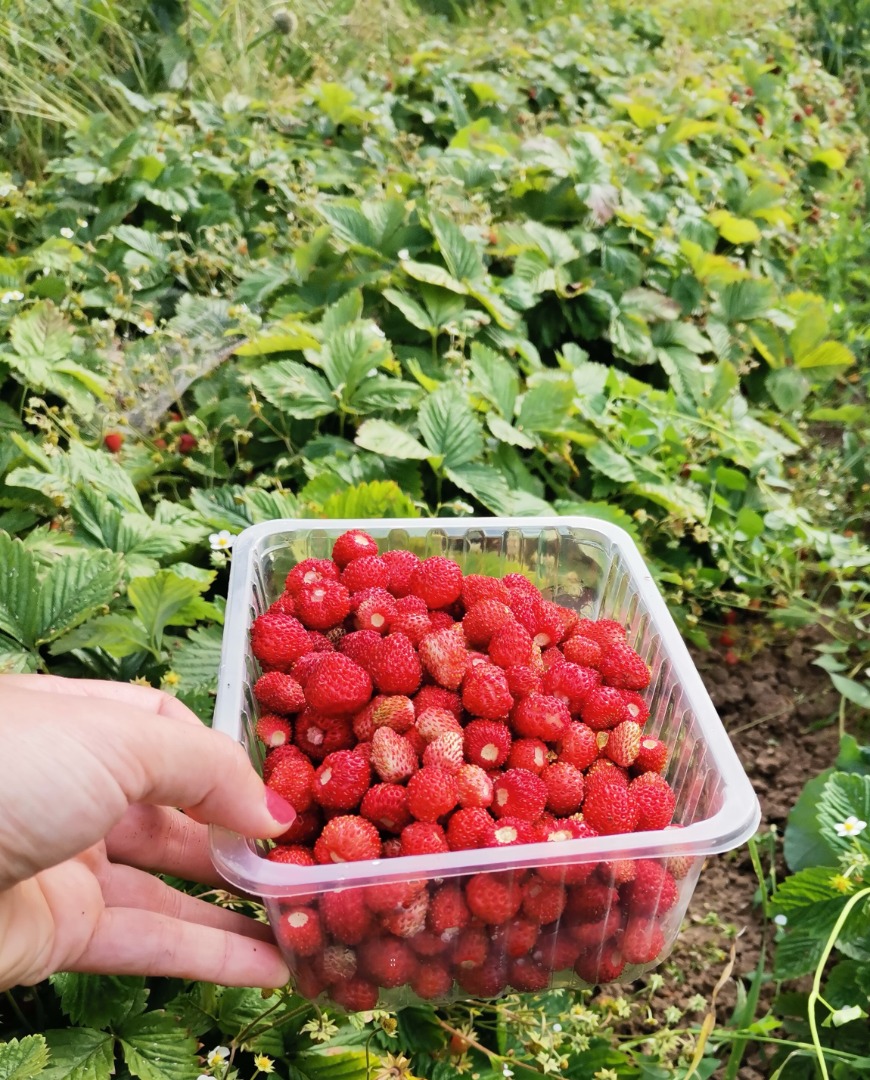 10zł za 100 g - sprzedaje małe i większe ilości