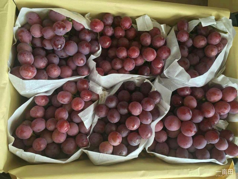 posiadamy świeże produkty i po więcej szczegółów prosimy o bezpośredni kontakt w celu przesłania oferty nasze ceny do negocjacji dane kontaktowe: email