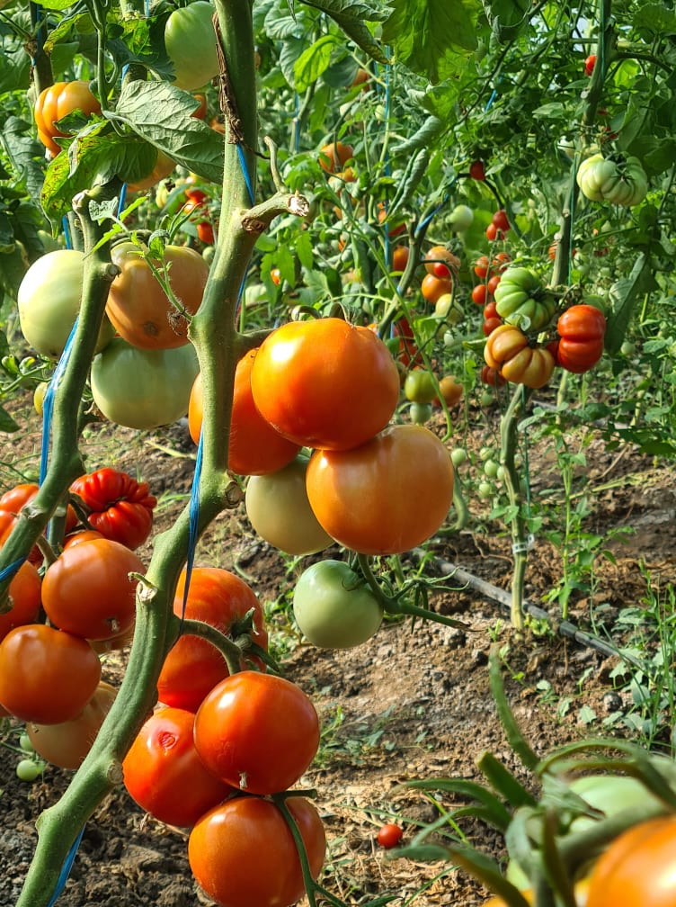 Pomidory wyprodukowane we własnym solarium, bez chemicznych nawozów, otoczone bardzo słodką bazylią ważą około 500kg, może więcej, kto chce może przyjść i
