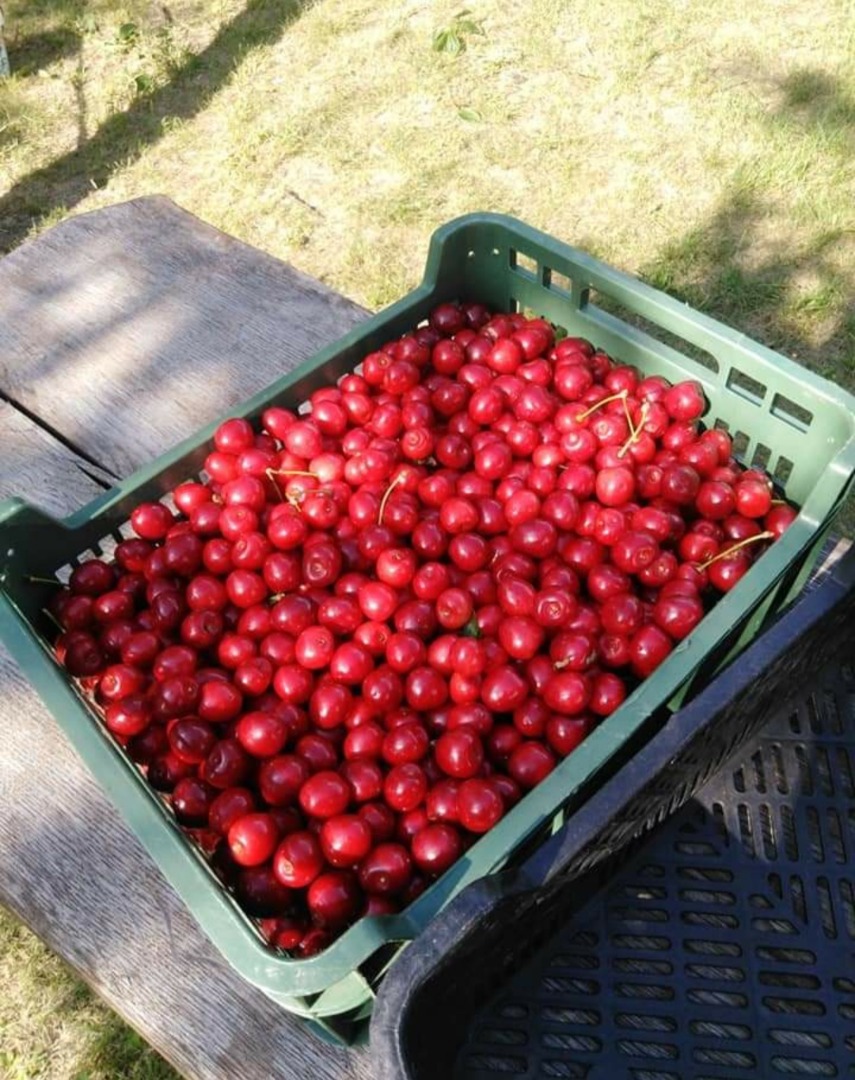 Sprzedam czereśnie świeżo zrywane na wcześniejsze zamowienie