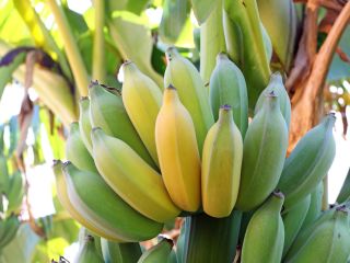 Sprzedam banany. Kraj pochodzenia: Costa Rica. Owoce są zapakowane