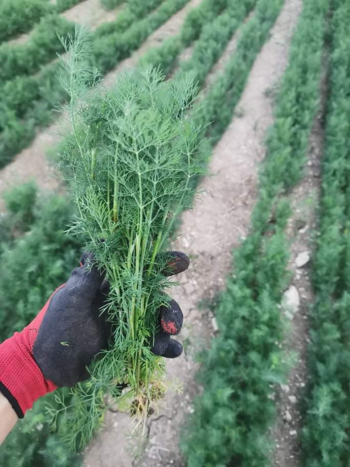 Jestem producentem warzyw, oferuję koper i koperek w hurtowych ilościach