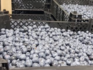 Zapraszam do współpracy posiadamy własne plantacje borówki - żadnych