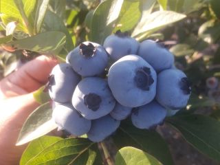 Sprzedam borówke amerykańską. Plantacja 2ha. Zbiór pod zamówienie klienta.