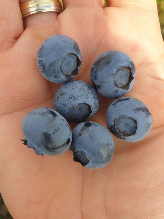 Do sprzedaży detalicznej i hurtowej, oferuję owoce borówki amerykańskiej z naszej rodzinnej plantacji (3ha)